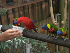 Lories are quite gracious about sharing the nectar (they must know there is plenty to come); Jurong Bird Park