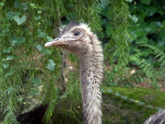 An emu pauses for a photo; Jurong Bird Park