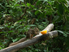 An opportunistic squirrel nibbles on some of the fruit left out for the birds; Jurong Bird Park