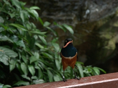 A gold breasted starling munches on a worm during the African Waterfall feeding; Jurong Bird Park