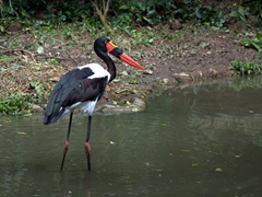 A saddle-billed stork scrounges for food; Jurong Bird Park
