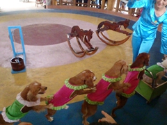 Dogs putting on a show; VinPearl Theme Park