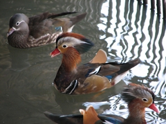 Close up of a colorful Mandarin male duck; Humble Administrator's Garden