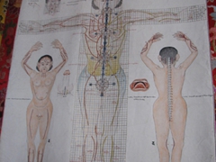 The human body explained; medical thangka