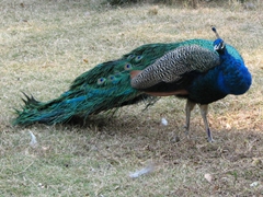 A peacock runs up in curiosity, before eyeballing us suspiciously, Seven Star Park