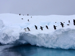 Adelie penguins contemplating the leap; iceberg off of Brown Bluff