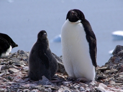 A chunky adelie chick stands beside its parent; Devil Island