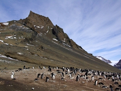 View of an adelie penguin colony at Devil Island