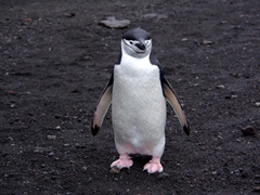 Chinstrap penguins are so named because of the narrow black band under their chin, making it appear that they are wearing black helmets. As a result, they are one of the easiest penguin species to identify