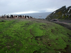 Chinstrap penguins with some of the most coveted nesting grounds, high above Bailey Head