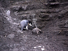 An adult chinstrap penguin pecks mercilessly at this chick (perhaps in an effort to drive it back up the cliff to the colony?); Bailey Head