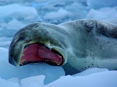 A saliva drenched mouth is open wide, as this leopard seal becomes aware of our presence. Leopard seals are solitary creatures, and we saw several individuals floating on their own ice floes while cruising around Cierva Cove