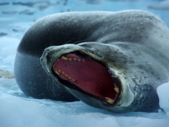 Another view of the leopard seal yawning. Its jagged teeth are lethal for penguins and other seals (up to 80% of crabeater baby seals are eaten by leopard seals)