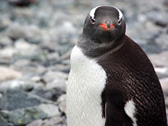 Side profile of a gentoo penguin; Cuverville