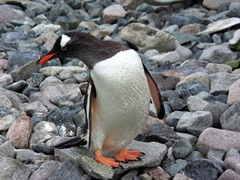 A gentoo penguin fresh from a sea water bath checks us out