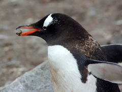 Close up of a gentoo carrying a coveted stone for its nest...we found that all penguins will steal stones from their neighbors' nests rather than scrounge around for an available one. They can be very sneaky!