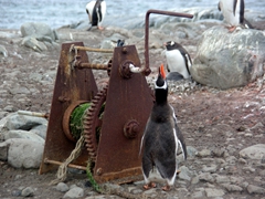 Gentoo penguin stretching to reach a hand crank; Port Lockroy