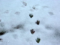 Penguin footprints; Petermann Island