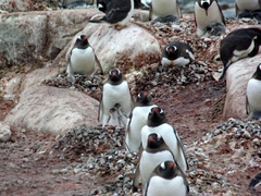 Gentoo penguins nesting in a row; Petermann Island