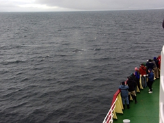 Our fascinated fellow passengers watching the humpback feeding frenzy from the bow of the Polar Star