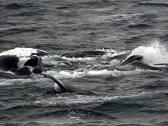 Humpbacks in a display of bubble-net feeding, where the hunting members form a circle 10-100 feet across and about 50 feet under the water. They blow a wall of bubbles as they swim to the surface in a spiral path. The wall of bubbles forces the trapped krill, plankton, and fish to the surface in a giant, concentrated mass