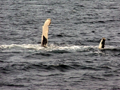 Humpbacks have huge, mottled white flippers with rough edges that are up to one-third of its body length; these are the largest flippers of any whale; seen during a feeding frenzy