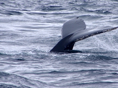 The deeply-notched flukes (tail) of a humpback whale can reach up to 12 feet wide