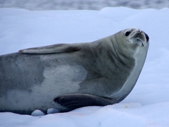 A crabeater seal awakes from its nap; Neko Harbor iceberg