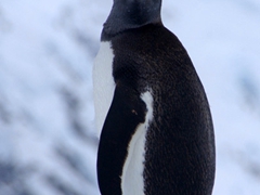 Portrait of a gentoo penguin; Neko Harbor