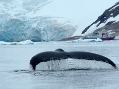 We were rewarded with dozens of humpback whale flukes while zodiac cruising Neko Harbor