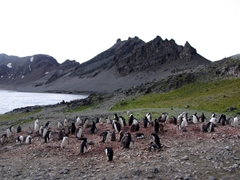 Chinstrap colony on Hannah Point