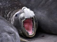 Bull elephant seals use their proboscis to produce extraordinarily loud roaring noises