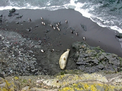 Gentoo penguins pass a massive lounging elephant seal on their way to and from the sea; Hannah Point