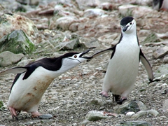 Chinstrap penguin lashing out at a passerby; Hannah Point