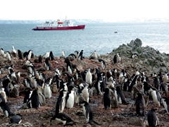 Chinstrap penguin colony on Hannah Point