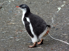 Gentoo chick mid poop...we found it humorous when penguins would "aim" their projectile towards their neighbors and let loose!