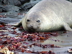 An elephant seal prepares to enter the sea but is curious about our presence on the beach; Hannah Point