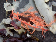 Colorful seaweed on the beach at Hannah Point on Livingston Island