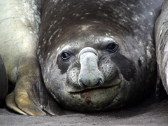 A miserable looking male elephant seal; Hannah Point
