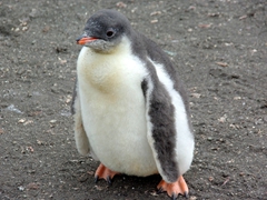 A cute, fluffy gentoo chick on Hannah Point
