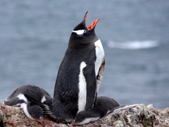 A gentoo parent brays loudly as its chicks take a nap nearby