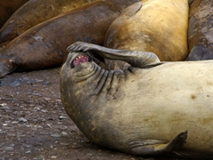 Elephant seal scratching its face to relieve the itchiness during molting season