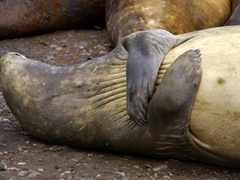 Detail of an elephant seal's flippers, which have five digits, just like humans