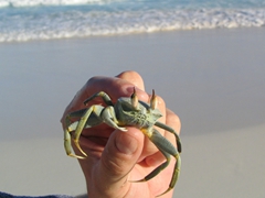 Robby holds up a one-clawed crab