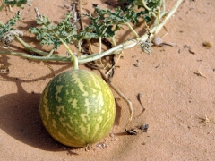 To our surprise, we saw numerous desert watermelons thriving in the Algerian Sahara (the melons are tiny and apparently don't taste good)
