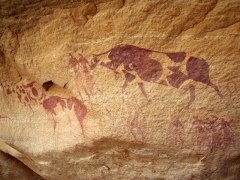 Spotted cows following their owners; Jabbaren cave painting
