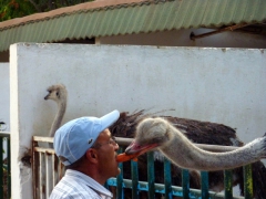Feeding hungry ostriches at the Setif zoo
