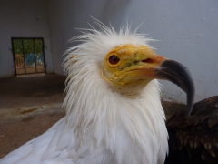 A face only a mother could love...the Eyptian Vulture at the Setif Zoo
