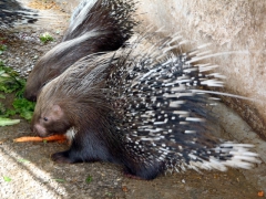 Porcupine at the Setif Zoo
