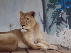 A lioness at the Setif zoo

